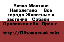 Вязка Мастино Наполетано  - Все города Животные и растения » Собаки   . Орловская обл.,Орел г.